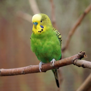 MaxPixel.net-Parakeet-Budgie-Bird-Ziervogel-Animals-Feather-2201255