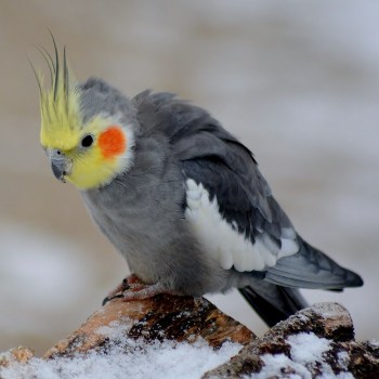 MaxPixel.net-Snow-Cockatiel-Bird-3968558