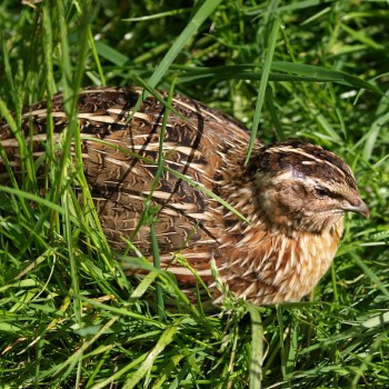 quail-g1eaed4518_1920